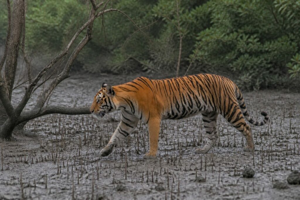 Fango lucido segnato dalle zampe della tigre — Tigre