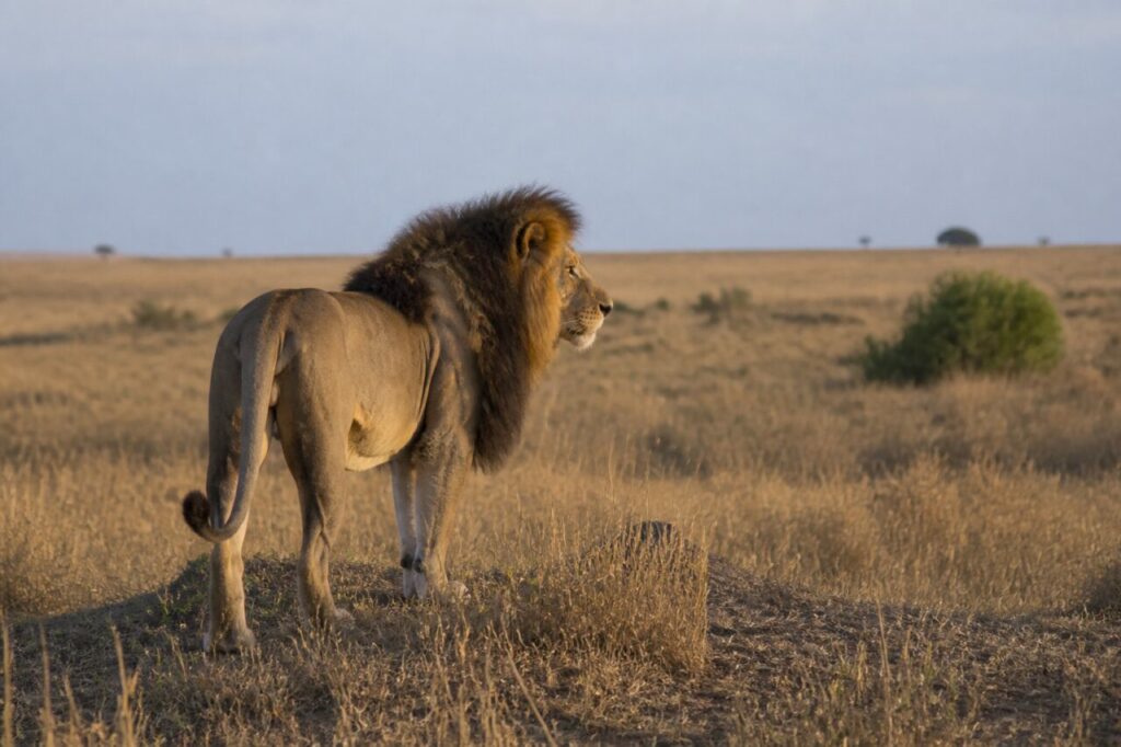 Felino voltato fra erbe secche illuminate — Leone africano