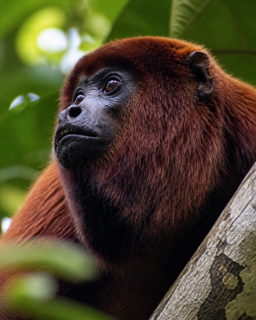 Maschera nera circondata da pelo rossiccio — Scimmia urlatrice rossastra