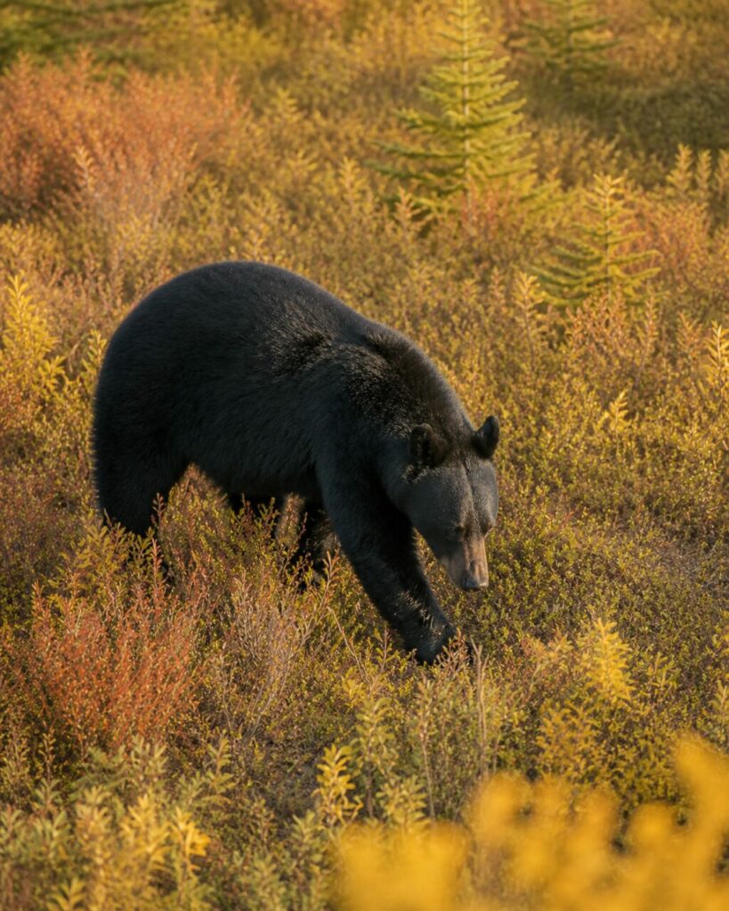 Orso massiccio in discesa su un tappeto vegetale — Orso nero americano