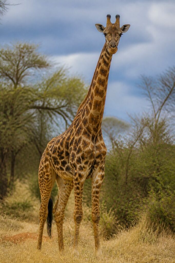 Una giraffa si erge tra arbusti secchi — Giraffa