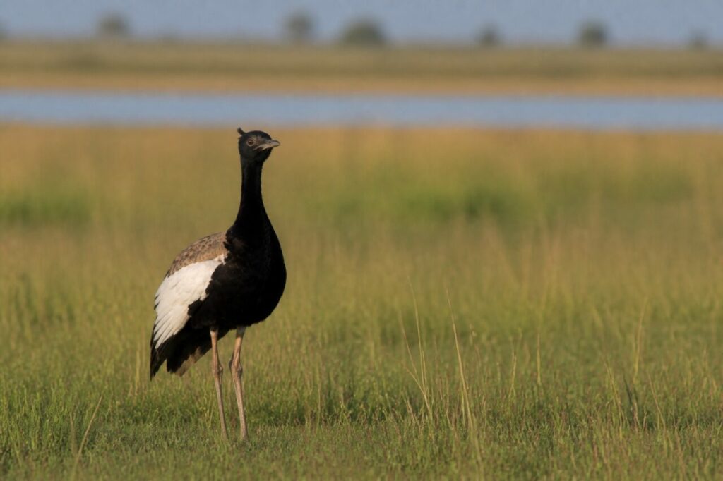 Un florican del Bengala vigila nella prateria umida — Florican del Bengala