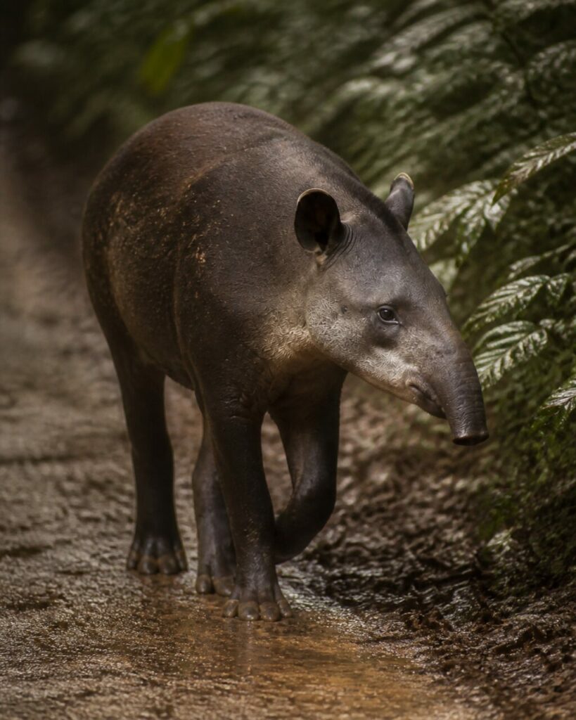 Cauto, il tapiro calpesta il fango del sentiero — Tapiro