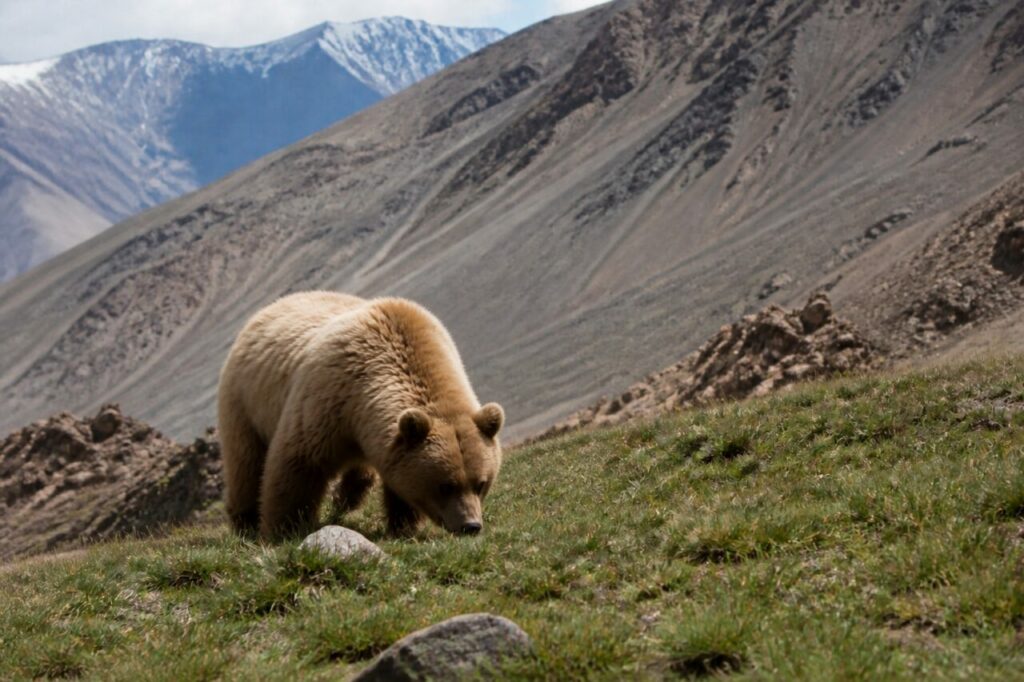 Ricerca di cibo tra erbe di montagna — Orso bruno