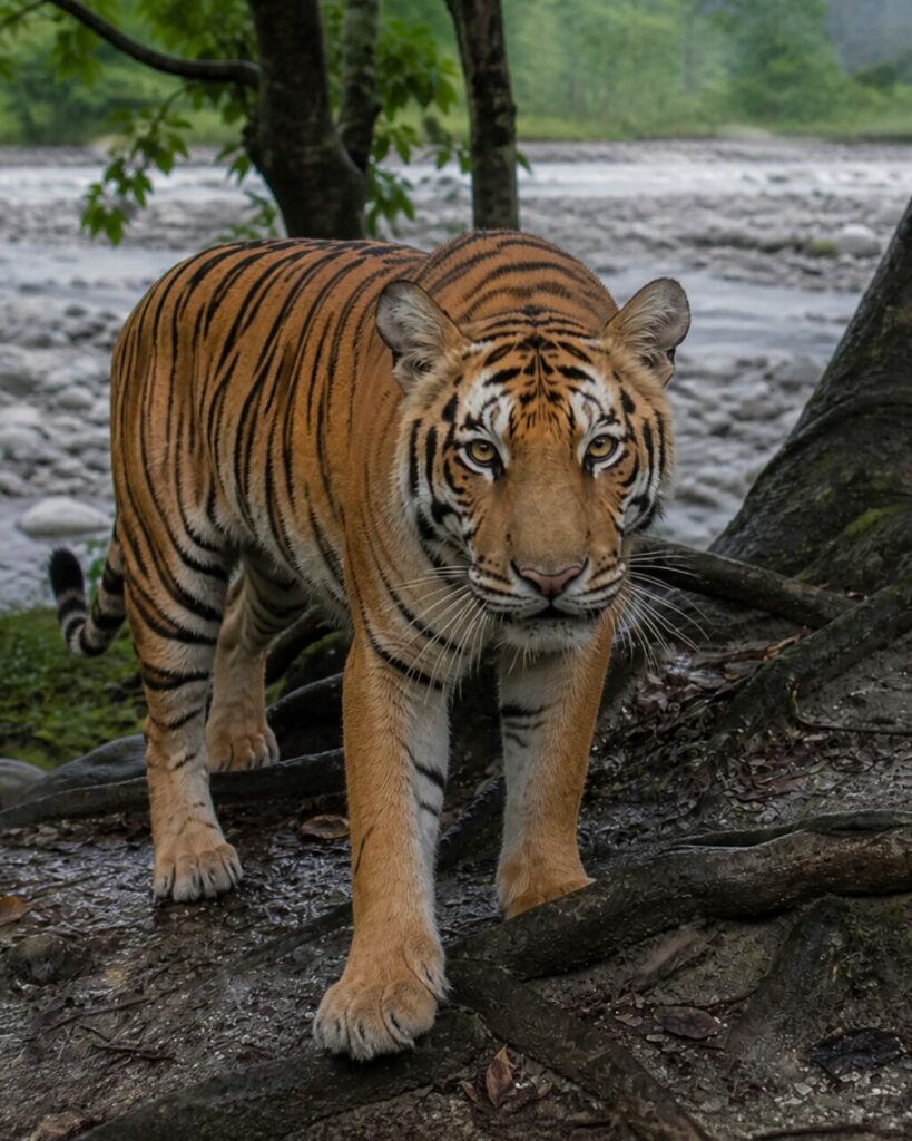 Una tigre supera le radici umide della riva — Tigre