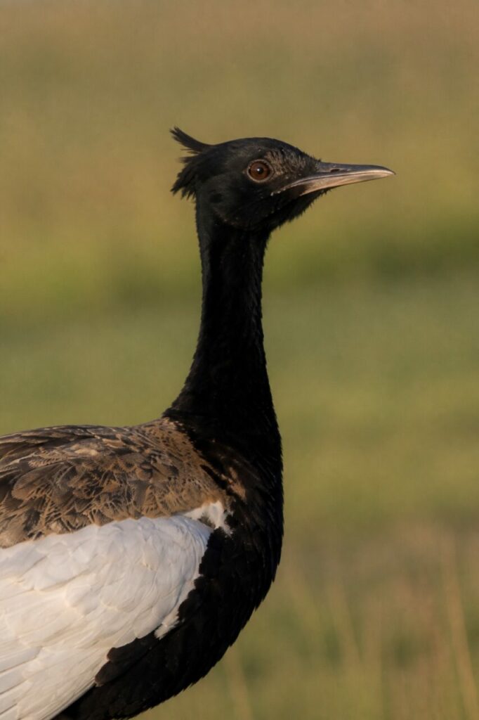 Piccola cresta nera sopra uno sguardo attento — Florican del Bengala