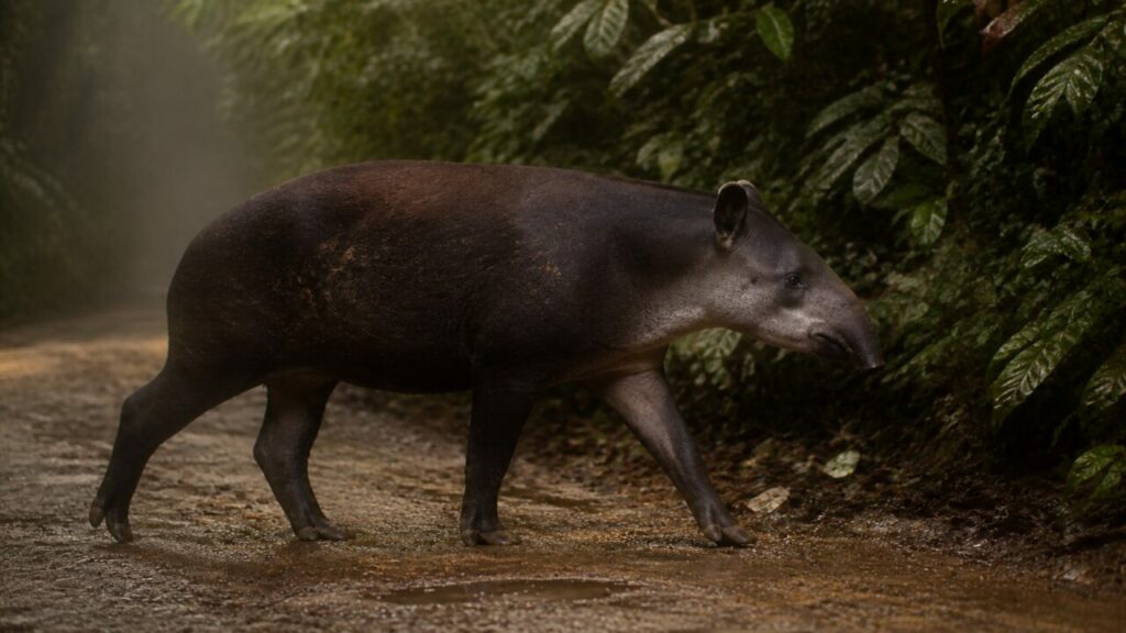 Fogliame lucido lungo il cammino quieto del tapiro — Tapiro