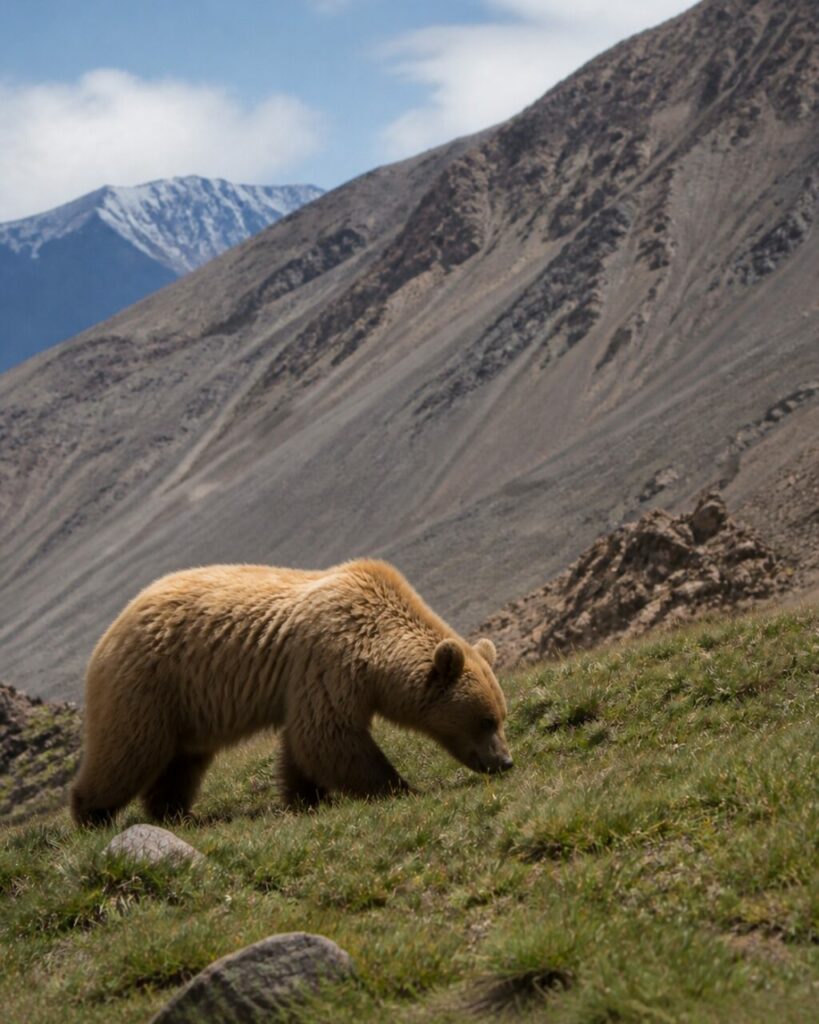 Fiutando l’erba, l’orso risale il pendio — Orso bruno