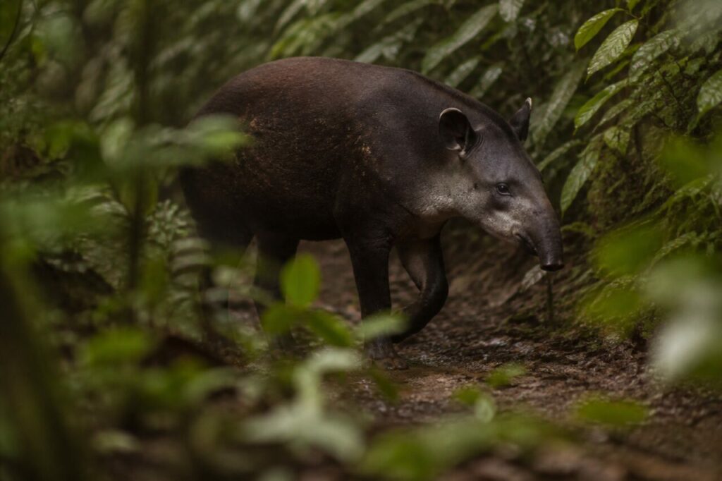 Foglie bagnate circondano il tapiro nel sottobosco — Tapiro
