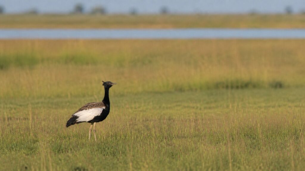 Distesa erbosa sconfinata, acque lontane e florican immobile — Florican del Bengala