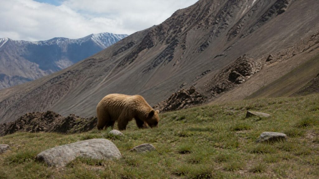Montagne spoglie circondano un orso in cerca di cibo — Orso bruno