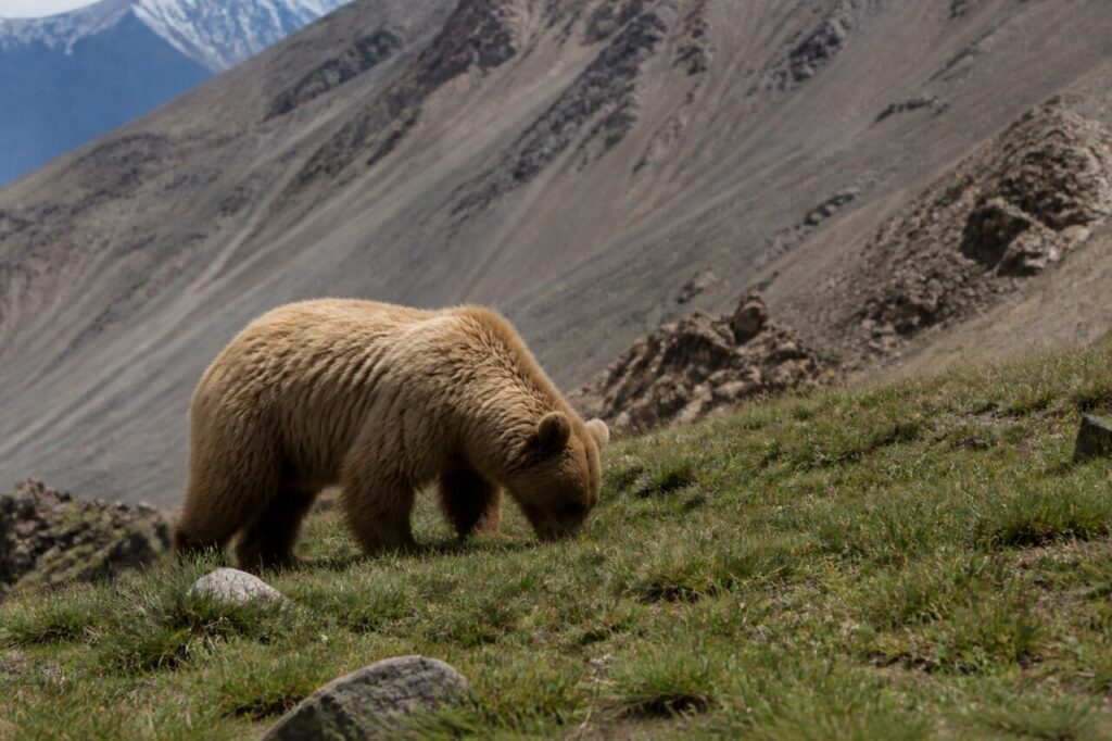 Ciuffi alpini esplorati dal muso dell’orso bruno — Orso bruno