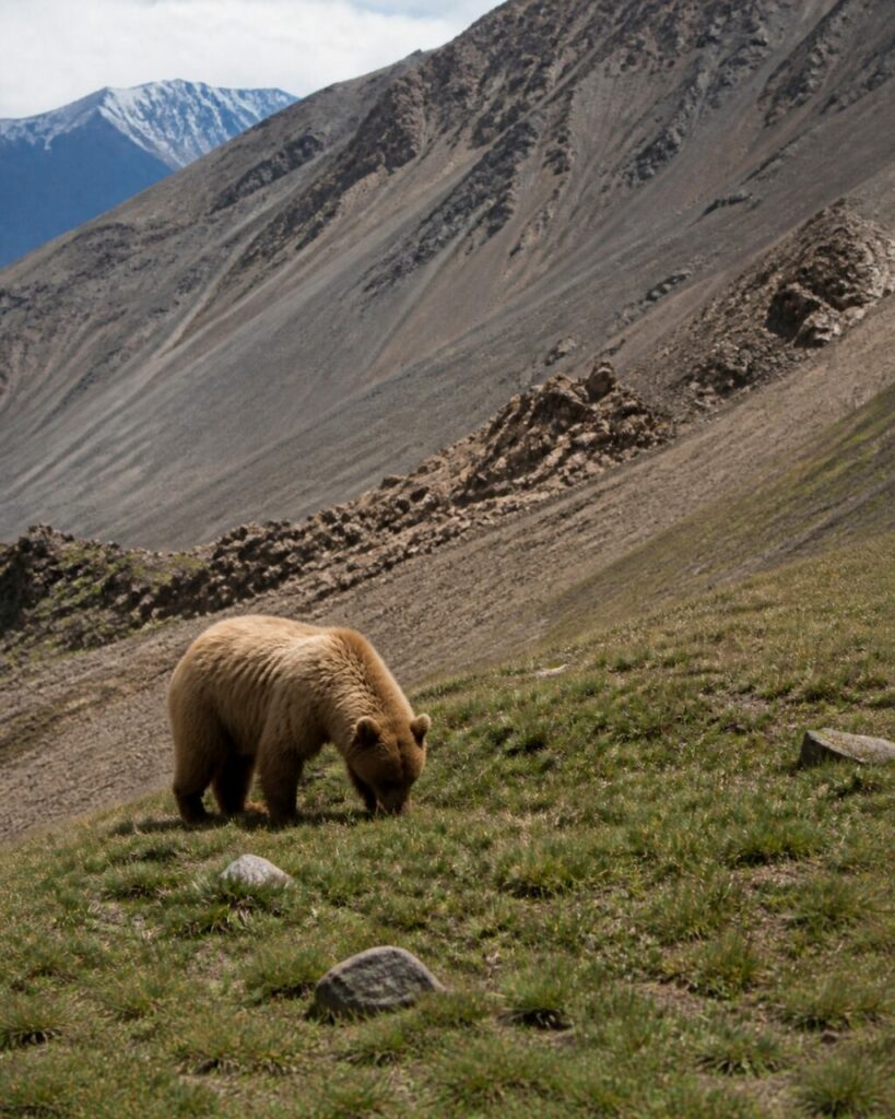 Discesa tranquilla sotto creste brulle — Orso bruno