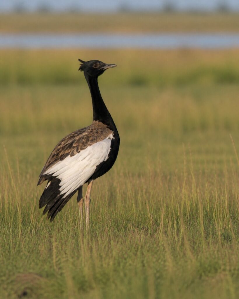 Ampio pannello alare bianco ripiegato sul fianco scuro — Florican del Bengala
