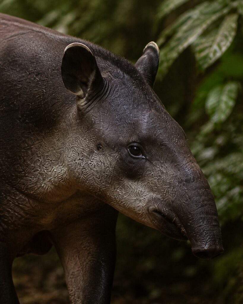 Proboscide flessibile tra felci ombrose — Tapiro