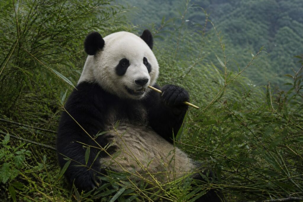 Un panda tiene uno stelo di bambù tra le zampe — Panda gigante