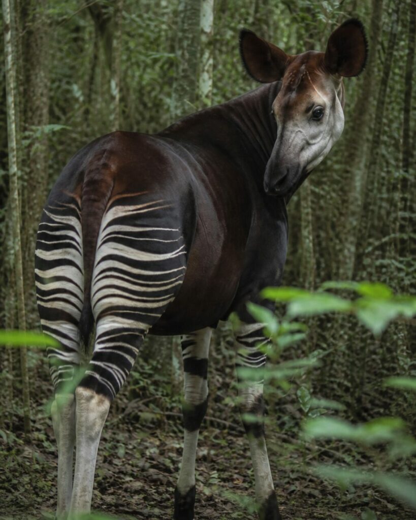 Un okapi volta la testa tra i giovani tronchi — Okapi