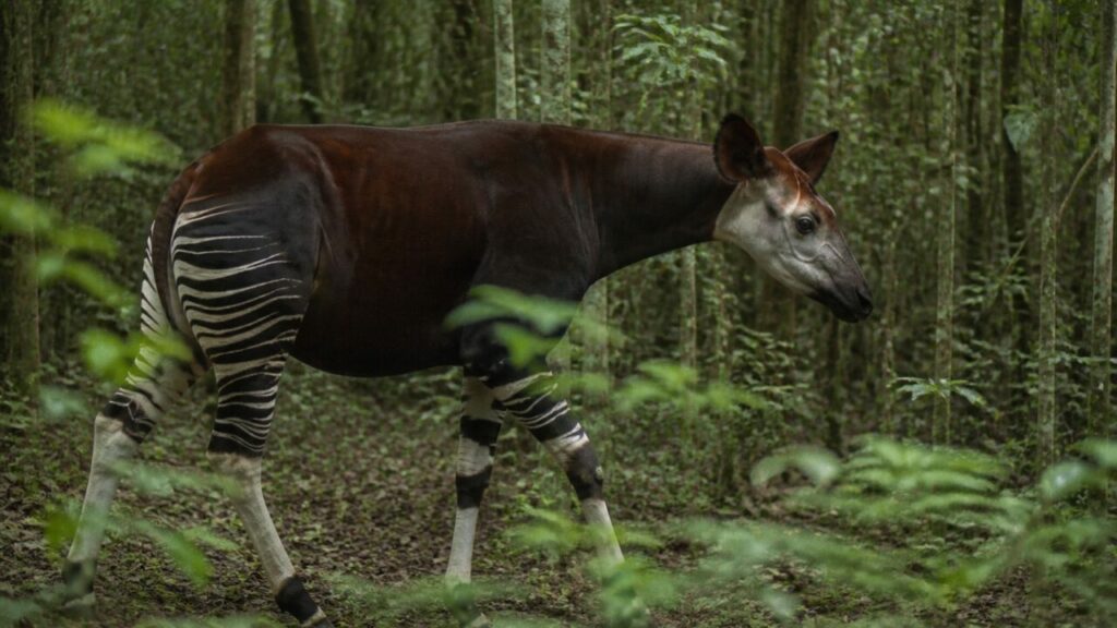 Passo tranquillo dell’okapi sul tappeto di foglie — Okapi