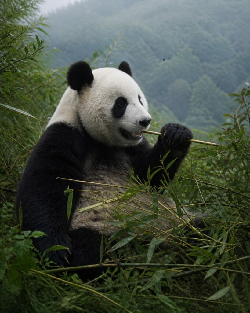 Bambù sottile piegato tra i denti del panda — Panda gigante