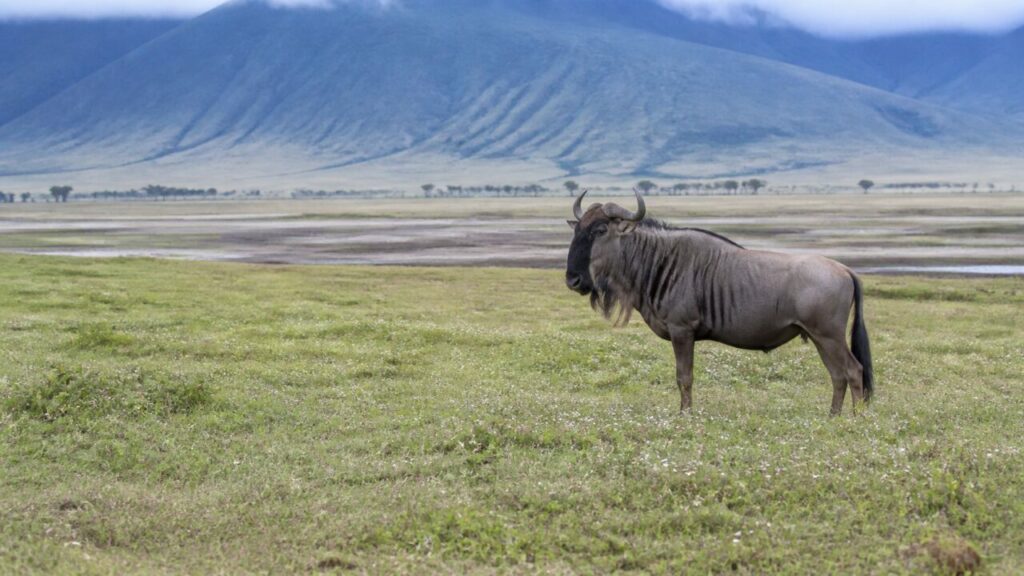 Ampia pianura dietro lo gnu dai fianchi striati — Gnu striato