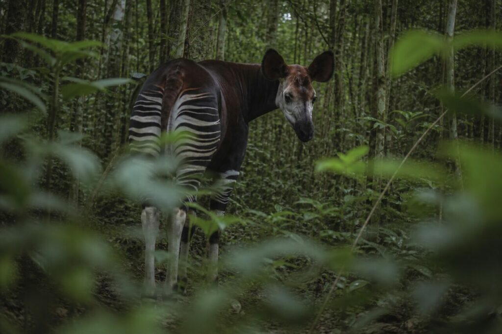 Fra strati di fronde, l’okapi guarda indietro — Okapi