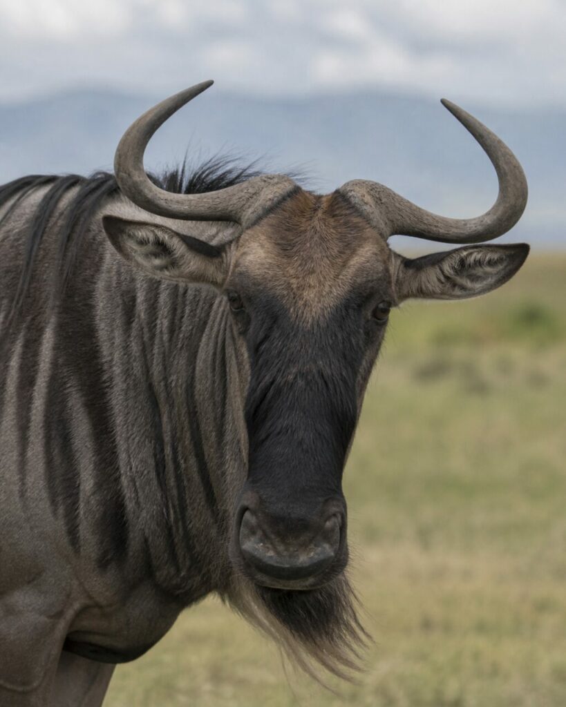 Fronte scura dello gnu tra due corna arcuate — Gnu striato