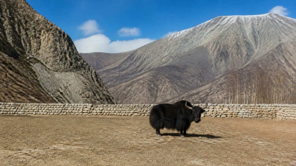 Sotto montagne spoglie, lo yak occupa il recinto — Yak domestico