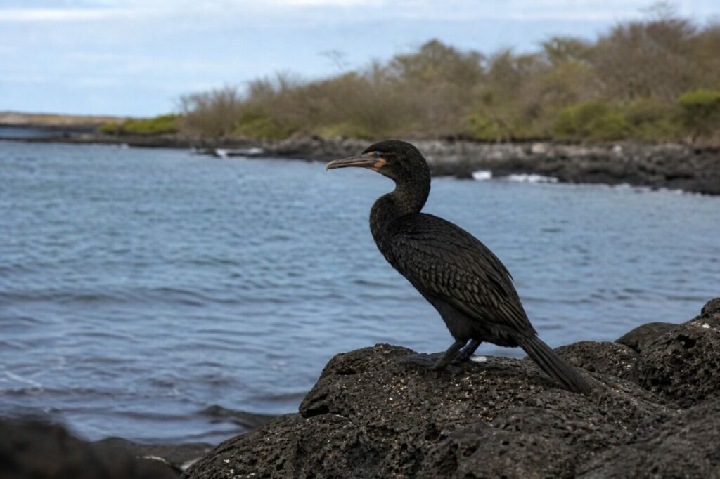 Un passo del cormorano sulla pietra vulcanica — Cormorano delle Galapagos