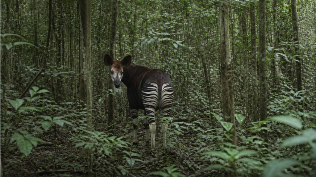 Sagoma striata dell’okapi nel fitto sottobosco — Okapi