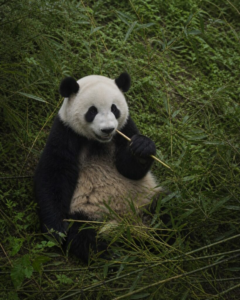 Seduto nel verde, il panda mastica lentamente — Panda gigante