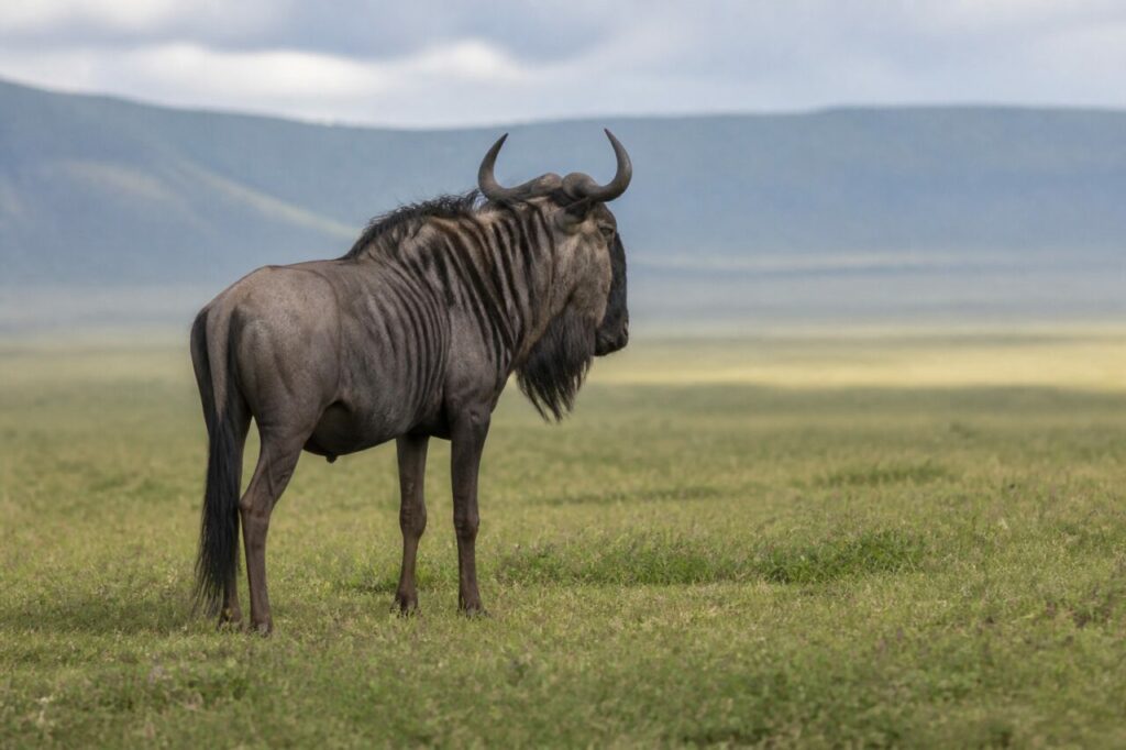 Rilievi lontani dietro lo gnu fermo — Gnu striato