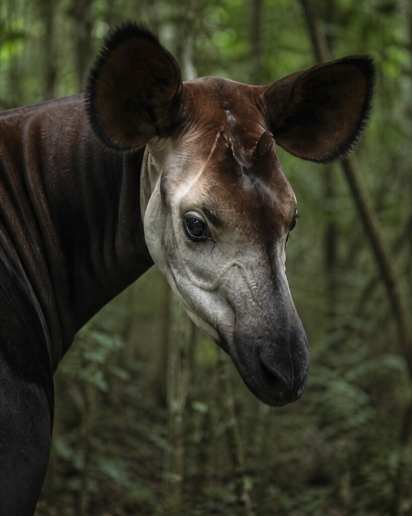 Orecchie tonde ben aperte attorno al volto chiaro dell’okapi — Okapi
