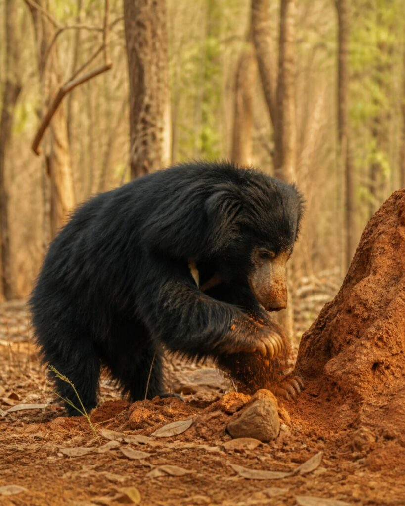 Davanti al cumulo friabile, un orso labiato scava il terreno — Orso labiato