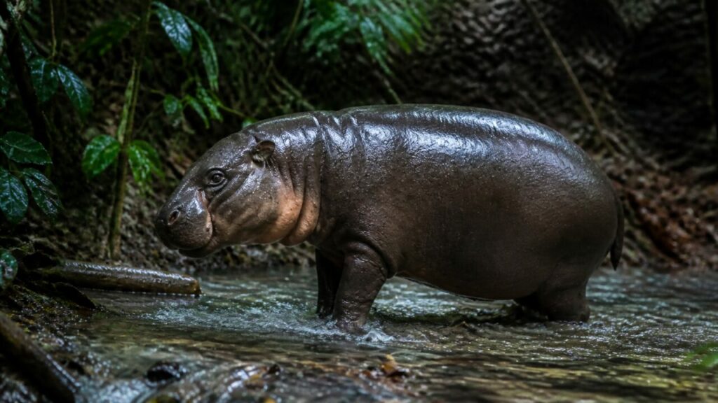 Acqua corrente lungo il dorso curvo scena serena — Ippopotamo pigmeo