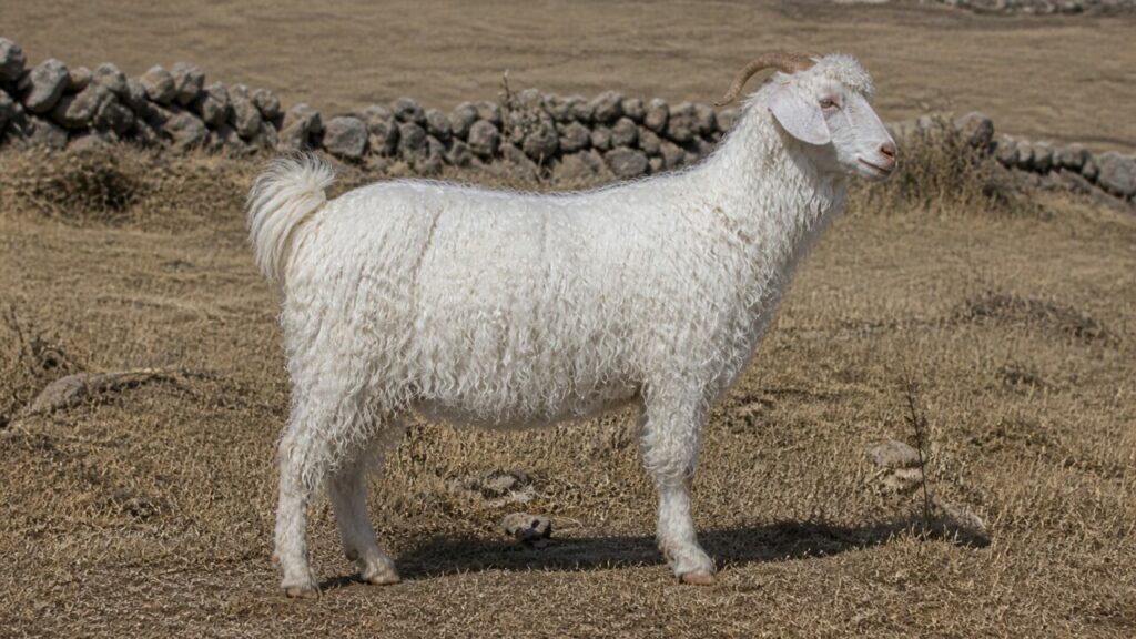 Lunghi riccioli coprono i fianchi della capra d’Angora — Capra d’Angora