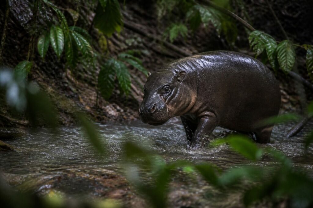 Vegetazione bagnata sfiora l’ippopotamo pigmeo mentre guada il ruscello — Ippopotamo pigmeo