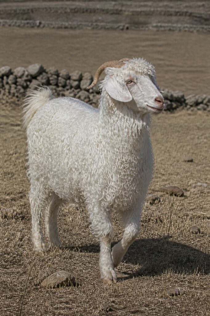 Polvere sotto lo zoccolo avanzato della capra d’Angora — Capra d’Angora