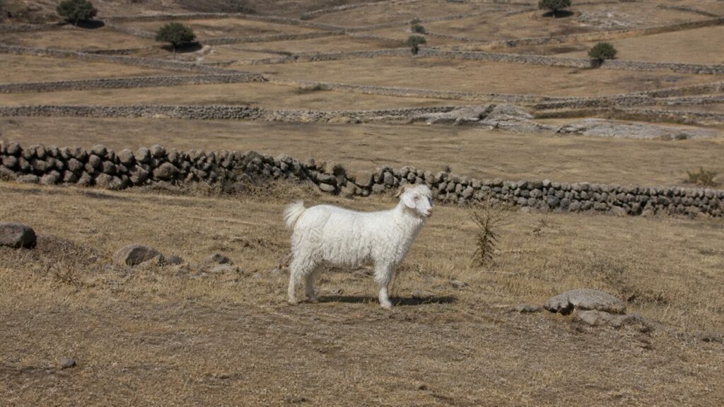 Tra i muretti di pietra, una capra d’Angora attraversa il pascolo — Capra d’Angora