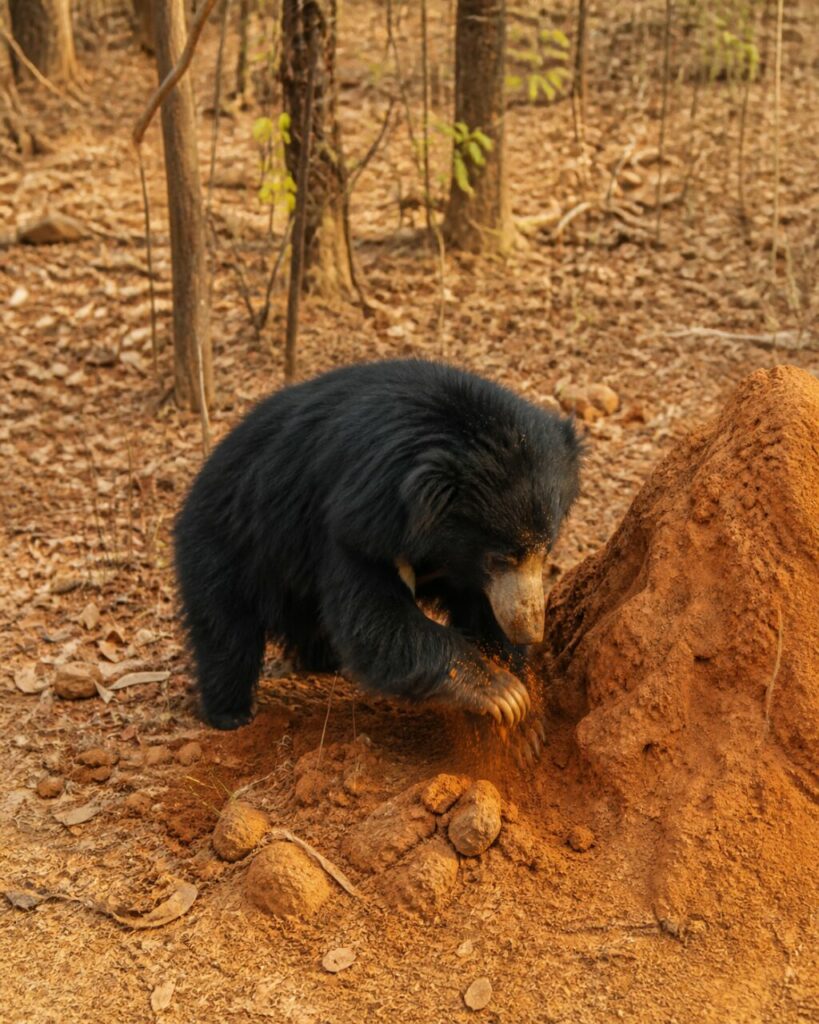 Sassi sparsi circondano l’orso labiato che scava nel pendio — Orso labiato