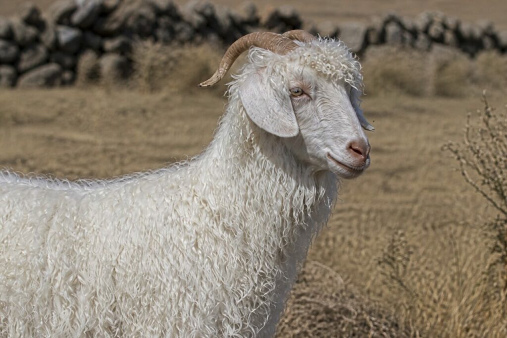 Il vello fine della capra d’Angora ricade sotto un paio di corna ripiegate all’indietro — Capra d’Angora