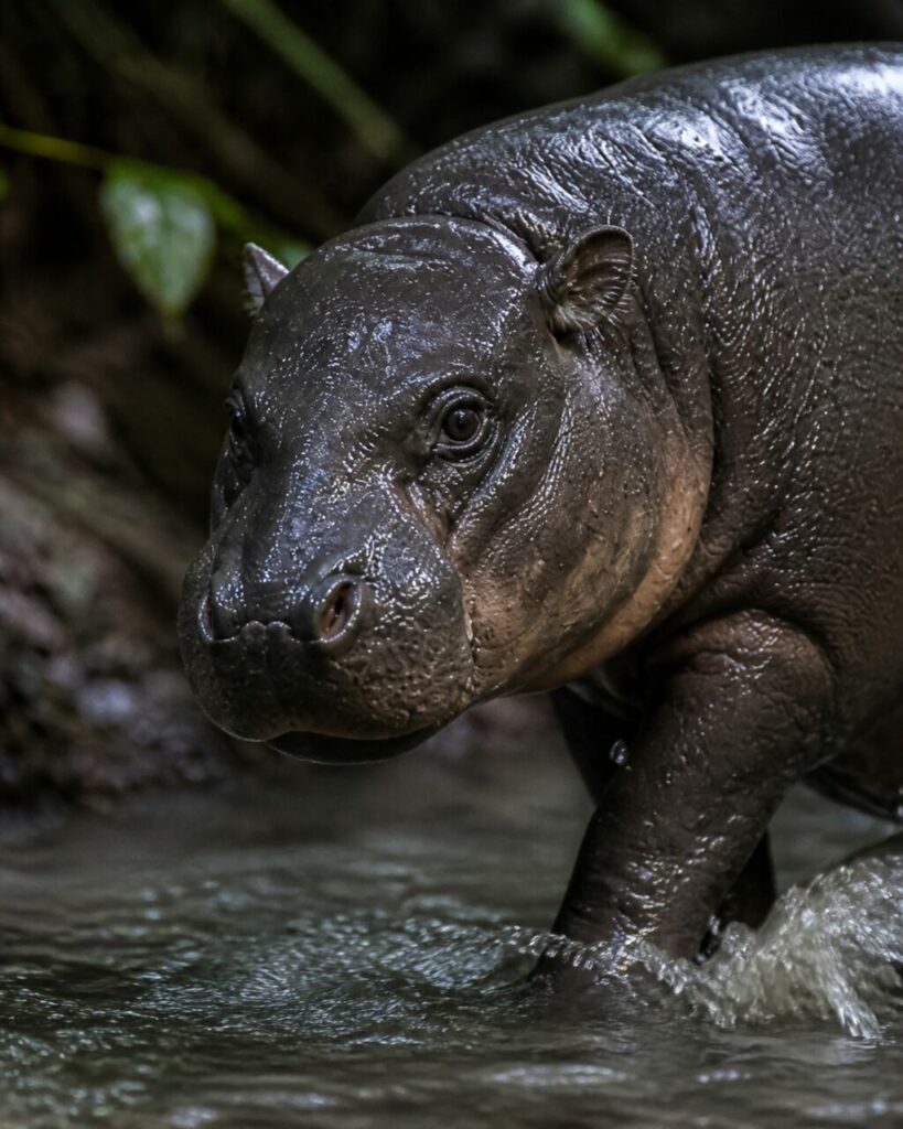 Narici larghe sotto le piccole orecchie dritte istante calmo — Ippopotamo pigmeo