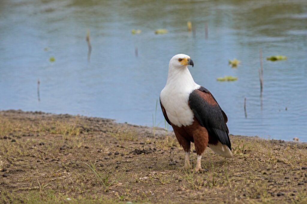 Sul limo costiero resta immobile un’aquila pescatrice del Madagascar — Aquila pescatrice del Madagascar
