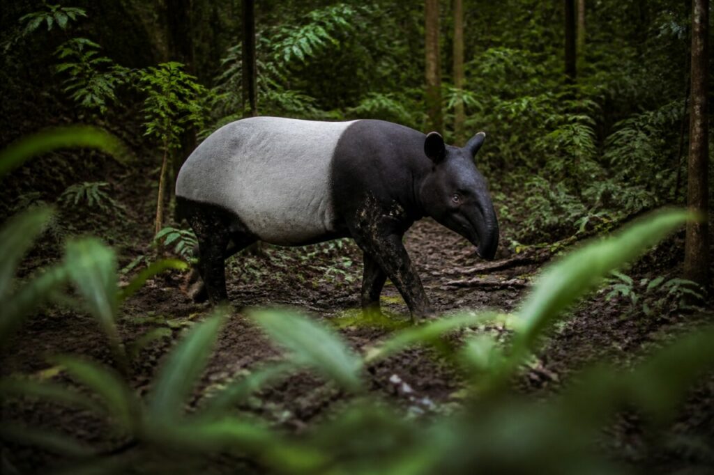 Felci sfiorano il tapiro malese mentre attraversa una cortina di alberi umidi — Tapiro malese