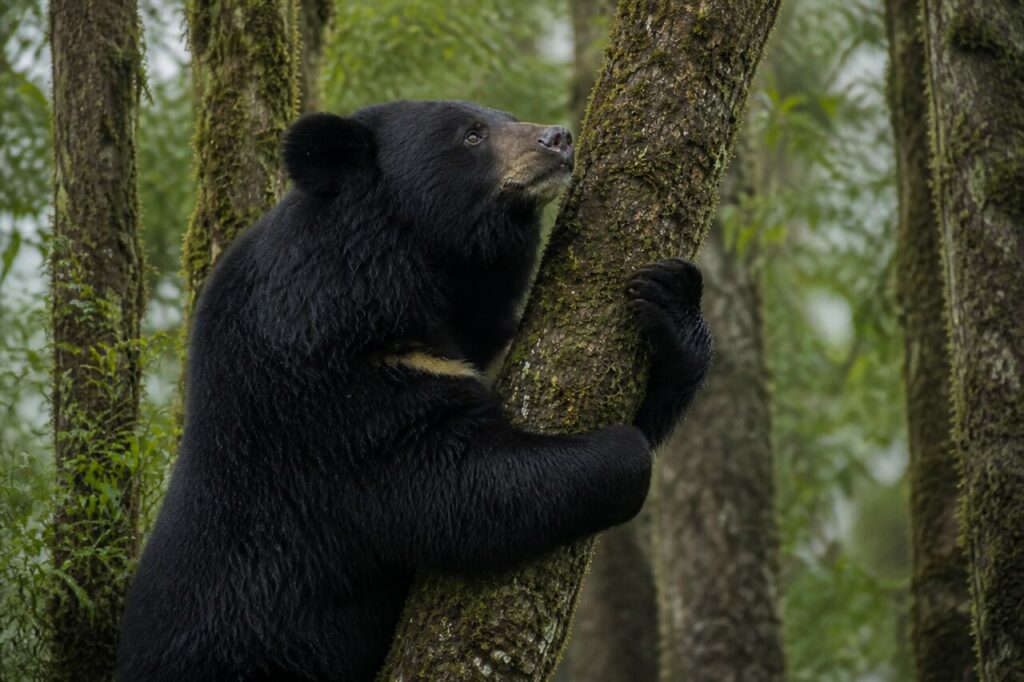 Stretto al vecchio fusto, l’orso nero asiatico si regge con tutte e due le zampe — Orso nero asiatico