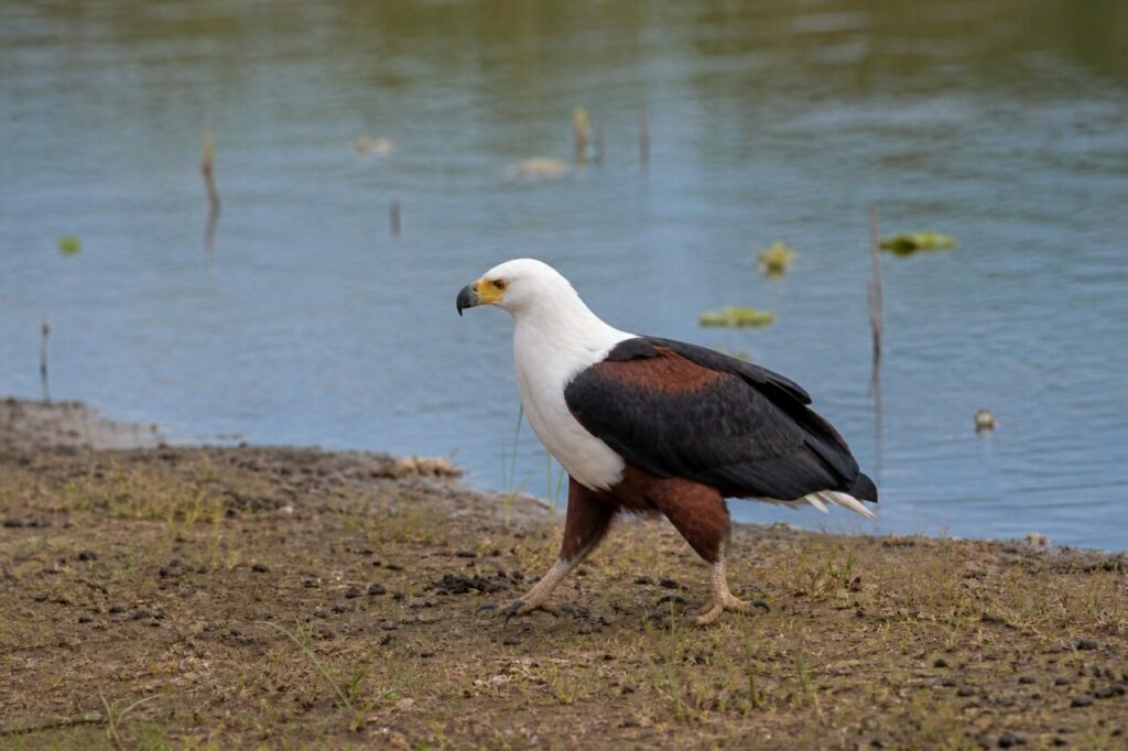 La cera pallida evidenzia il becco ricurvo profilo riconoscibile del Madagascar — Aquila pescatrice del Madagascar