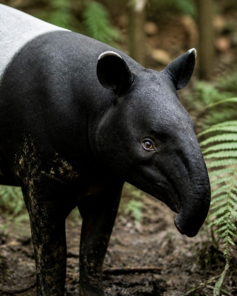 Breve proboscide mobile sotto le orecchie bordate di bianco del tapiro malese — Tapiro malese