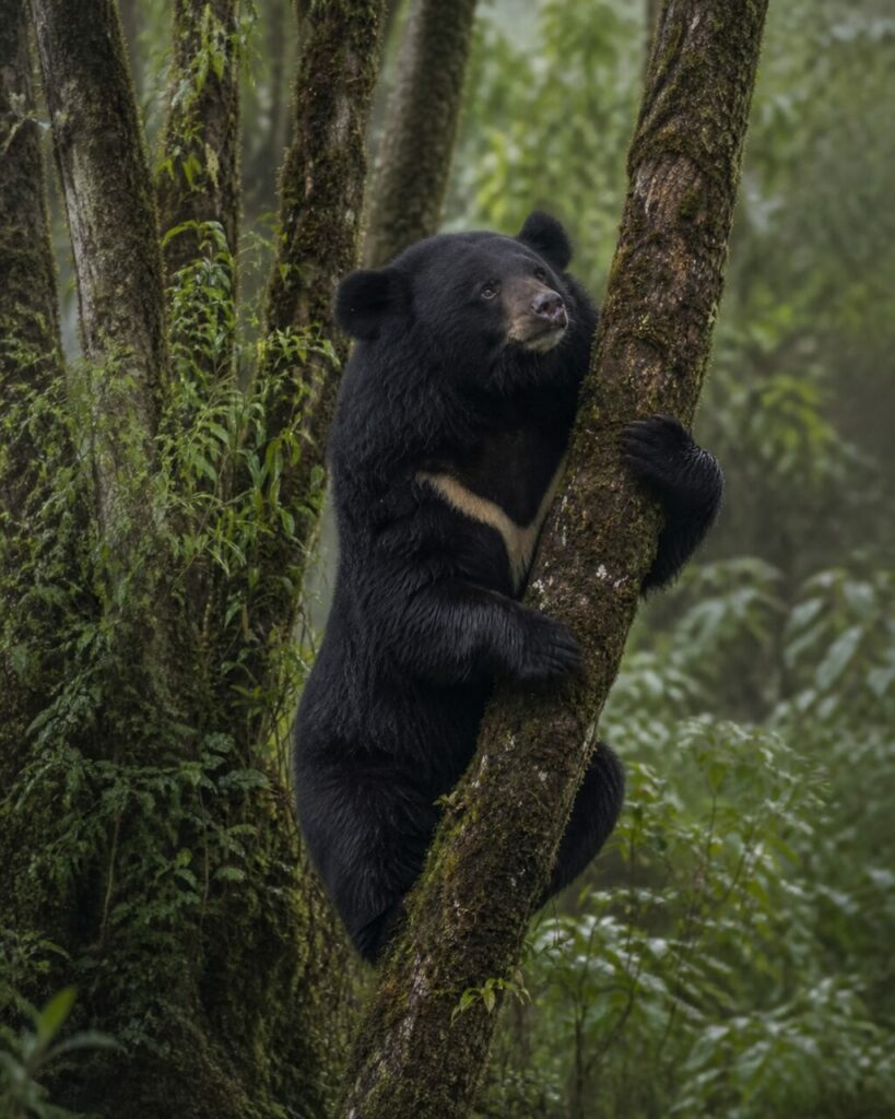 Volto attento figura singolare asiatico con muso bruno e orecchie tonde — Orso nero asiatico