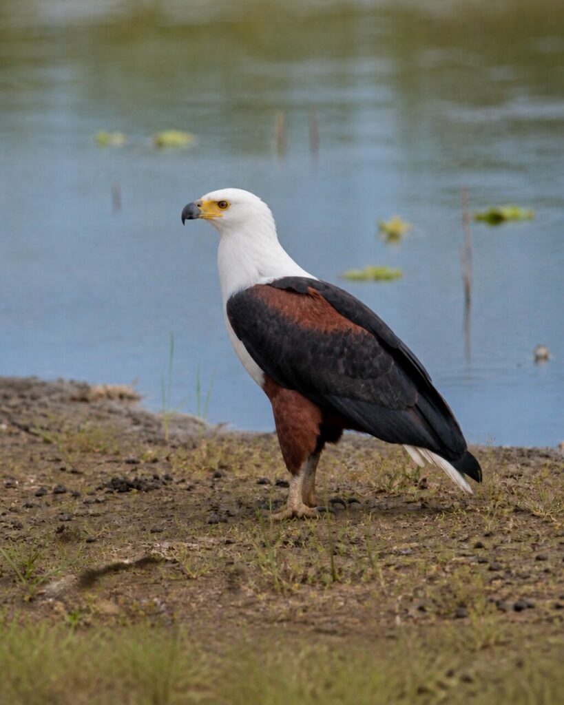 Un’aquila pescatrice del Madagascar scruta l’acqua calma dalla riva — Aquila pescatrice del Madagascar