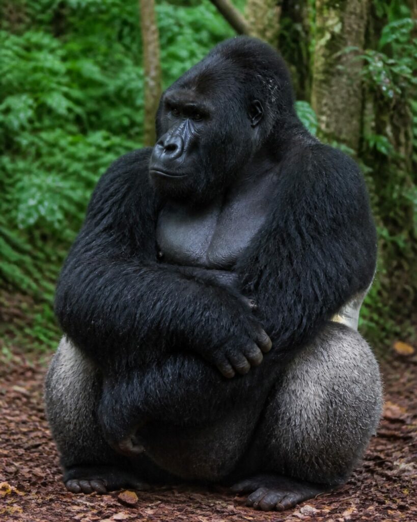 Avambracci ripiegati su un torso possente — Gorilla di pianura occidentale