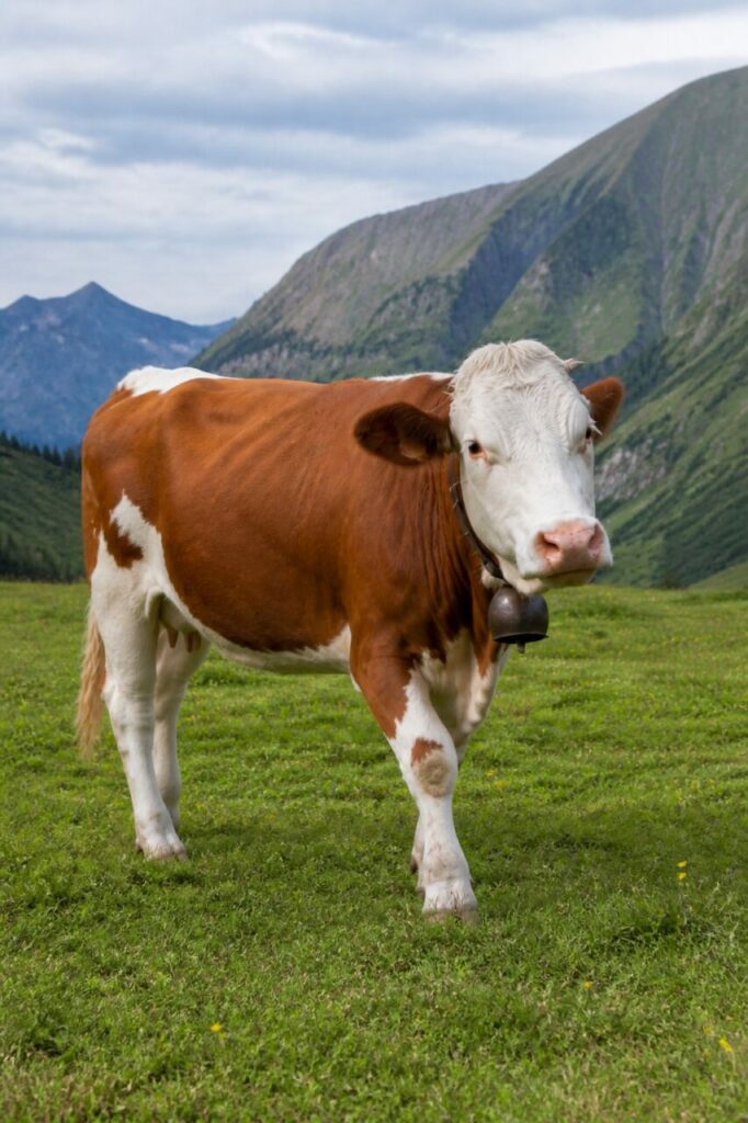 Antérieur levé pour traverser la prairie — Vache simmental